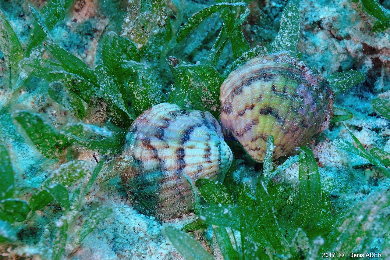Rudicardium sp Bivalve de sable bucarde-Thalassodendron-ciliatum Safaga Gamul kebir-16m-20171120-Denis-ADER-DSC_3011_tn.jpg